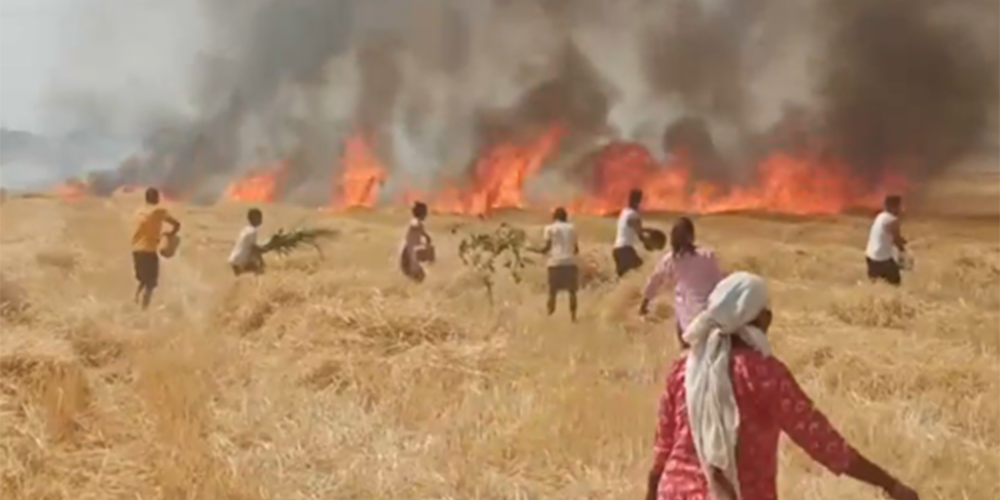 आगलागी हुँदा सात बिघा जमिनको गहुँबाली नष्ट