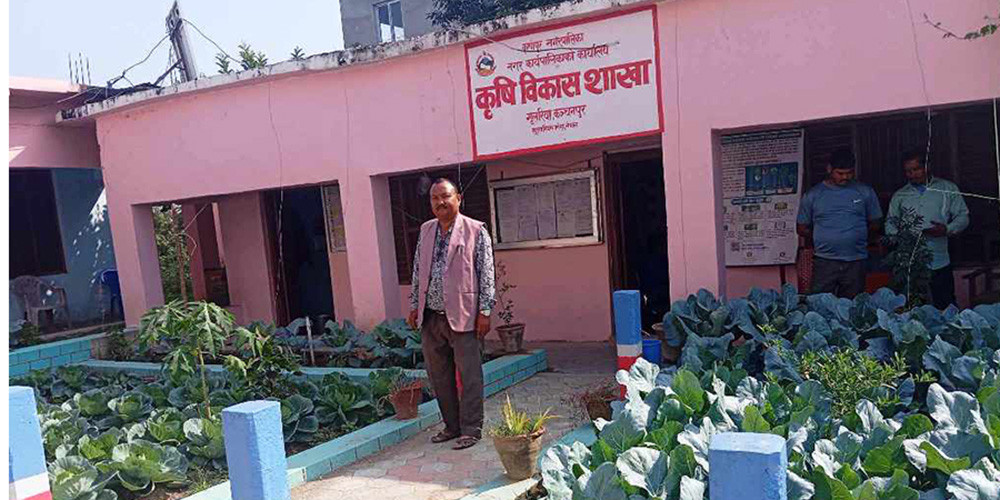 कञ्चनपुरको कृष्णपुर नगरपालिका परिसरमै करेसाबारी