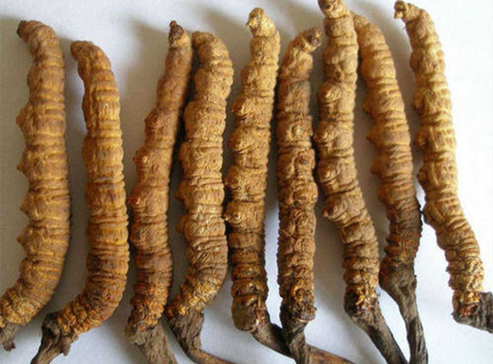 यार्सागुम्बा नेपाली भिएग्रा