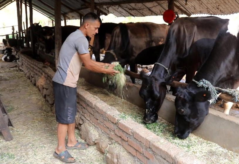 गाईपालन व्यवसायबाट मासिक एकलाख आम्दानी