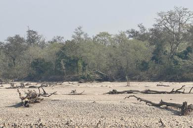 कर्णालीमा हरेक वर्ष बग्छन् करोडौँका काठ