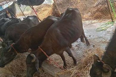 भैंसी पालेर राम्रो आम्दानी