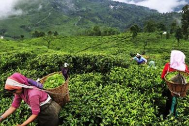 भारतले रोक्यो नेपाली चियाको निर्यात 