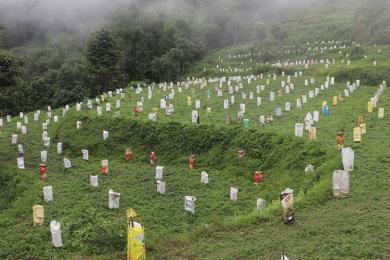 भोजपुरका किसान व्यावसायिक लोठसल्ला खेतीमा आकर्षित    