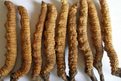 यार्सागुम्बा नेपाली भिएग्रा