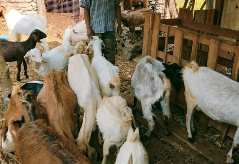 कृषिबाट गाउँमै मासिक डेढ लाख आम्दानी