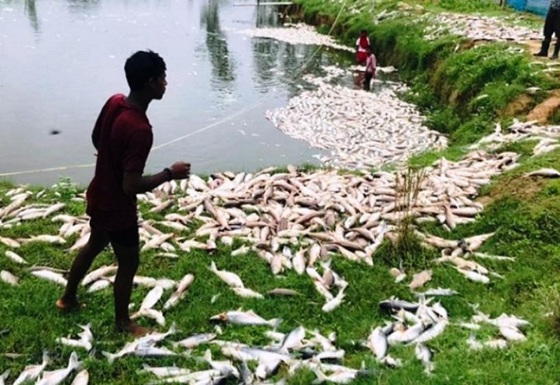 माछा मरेपछि साठी लाख बराबरको क्षति