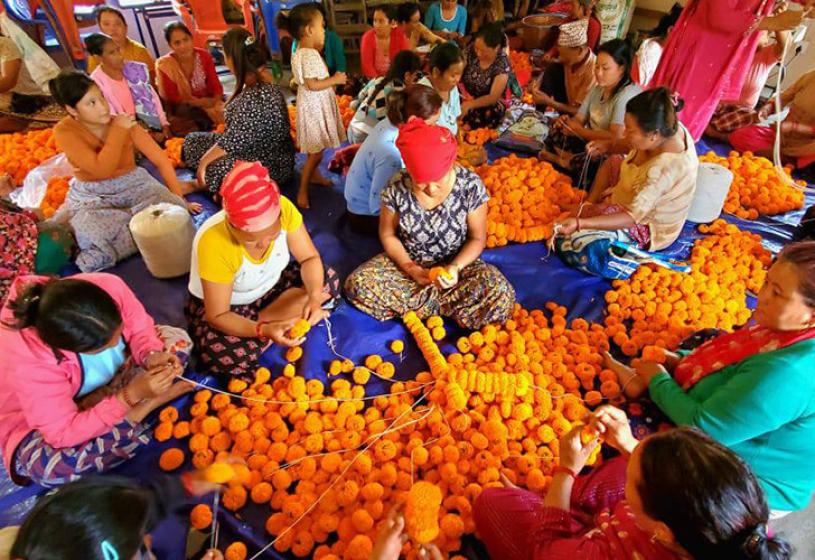 कतार पुग्छ तनहुँको सयपत्री