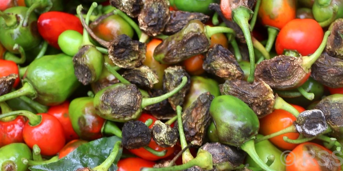 अकबरे खुर्सानीमा रोगको उच्च जोखिम : किसान समस्यामा