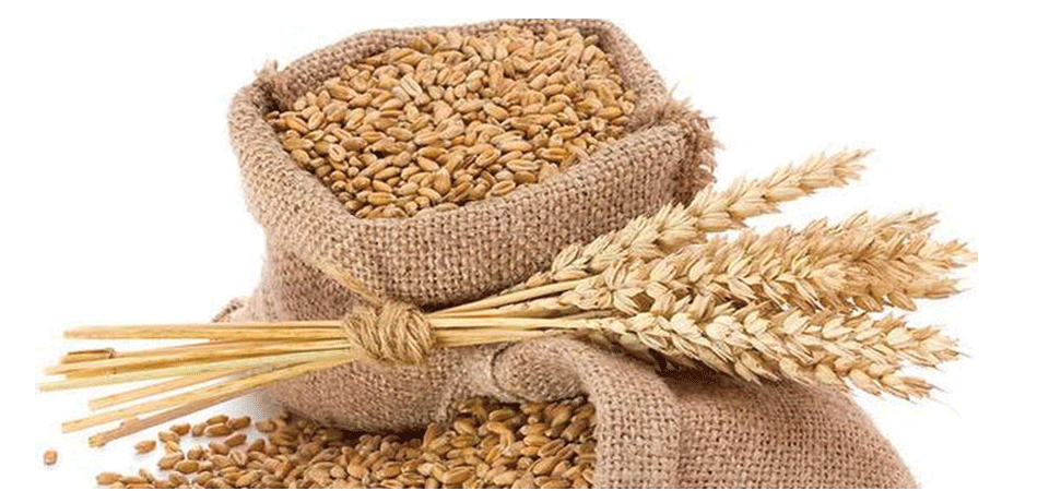 औरहीका किसानलाई अनुदानमा गहुँको बीउ