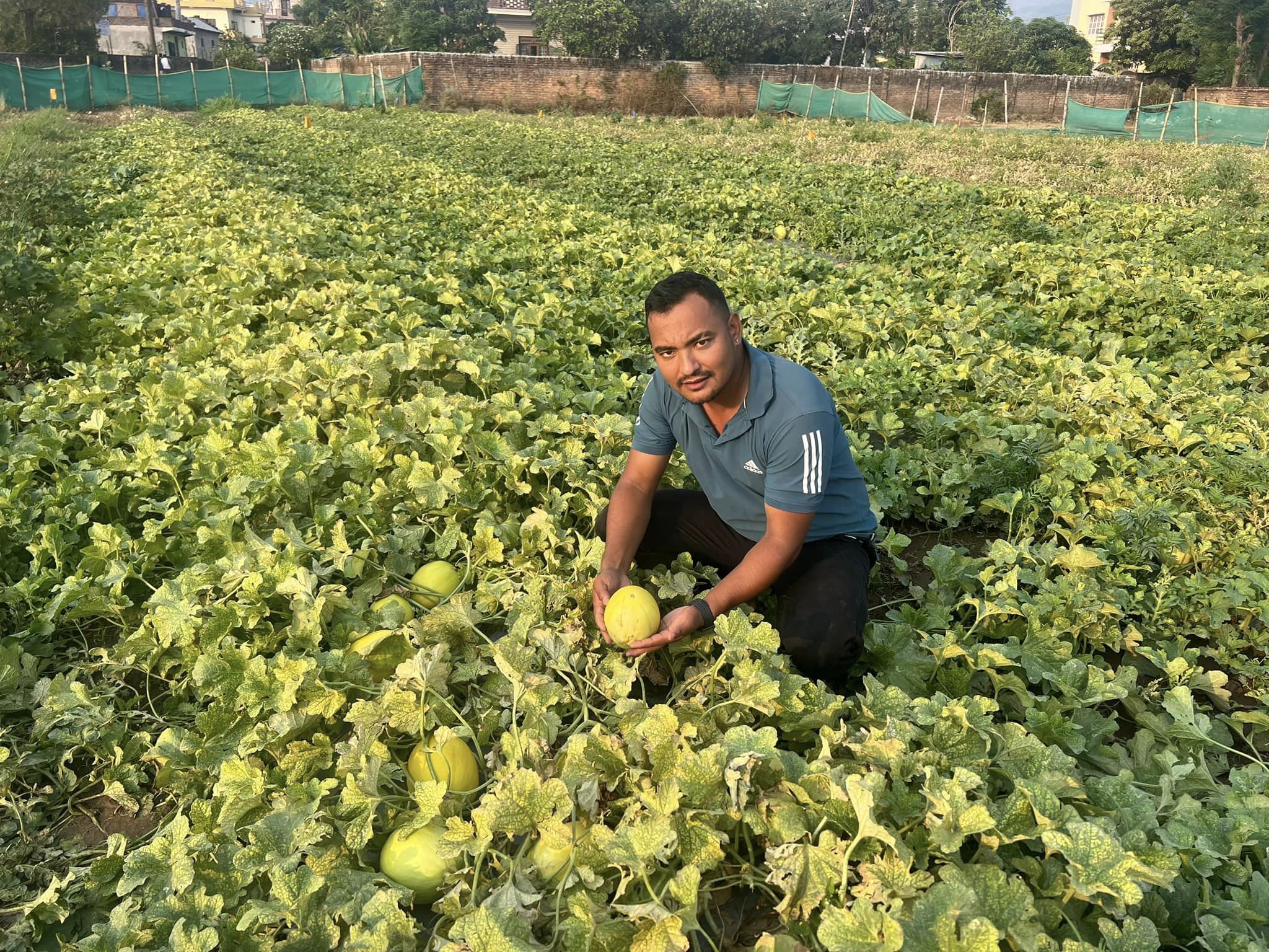 तरबुजा बिक्री गरेर रु १२ लाख आम्दानी