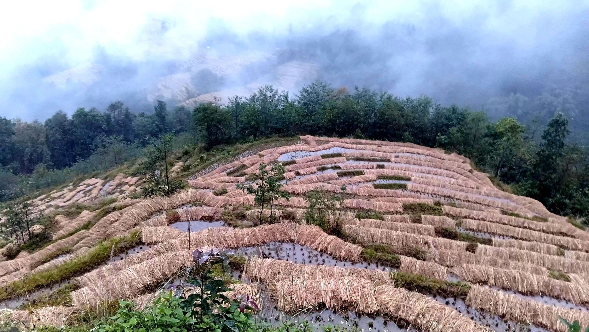 वर्षाले धानबालीमा क्षति पुगेका किसानलाई नगद उपलब्ध गराउने