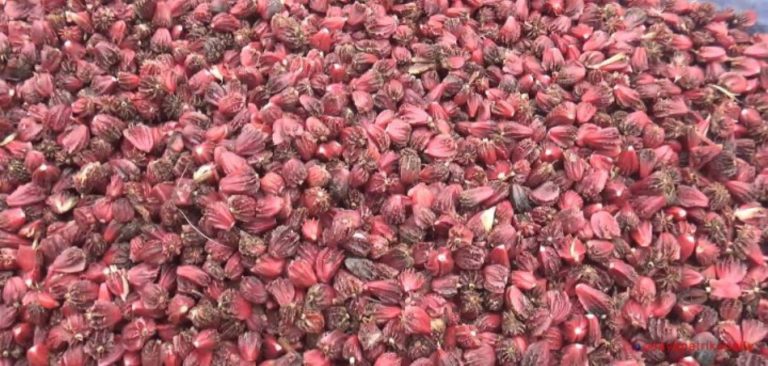 अलैँचीको मूल्यमा निरन्तर गिरावट