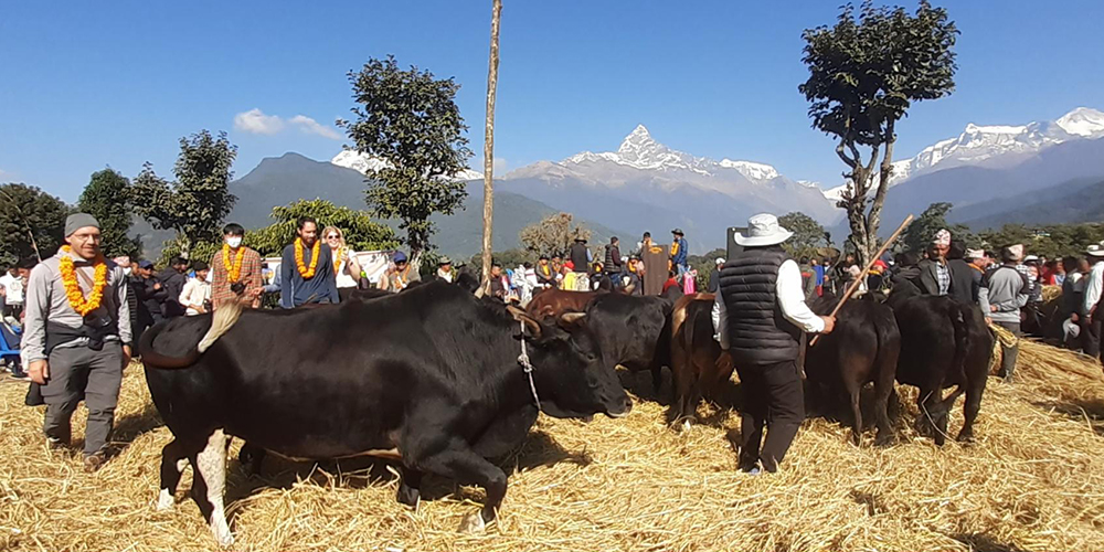 पोखरामा दाइँ महोत्सव