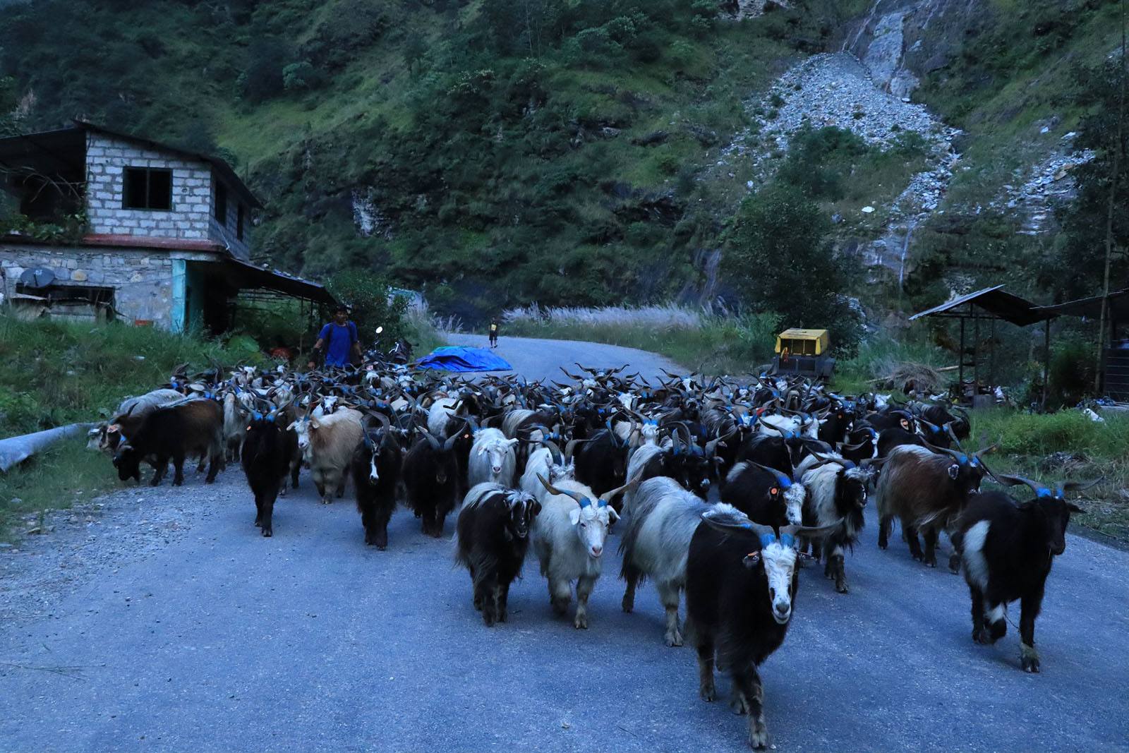 हुम्ला आउन छोडे चिनियाँ च्याङ्ग्रा