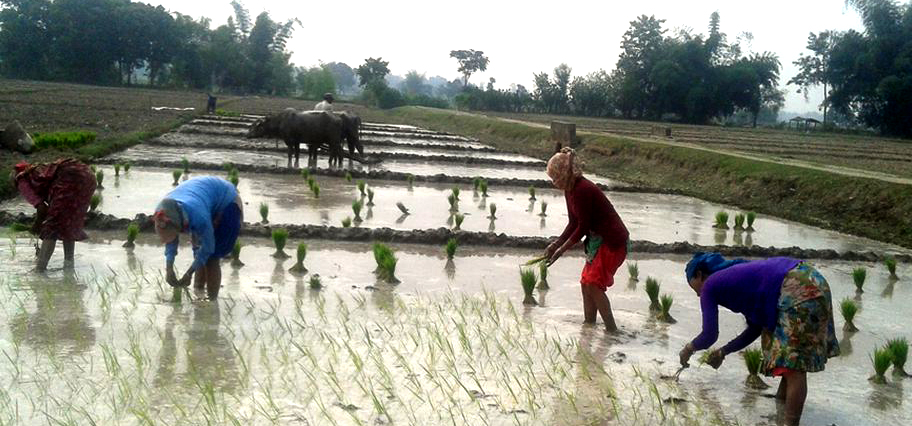 बागमती प्रदेशमा २० प्रतिशत धान रोपाइँ