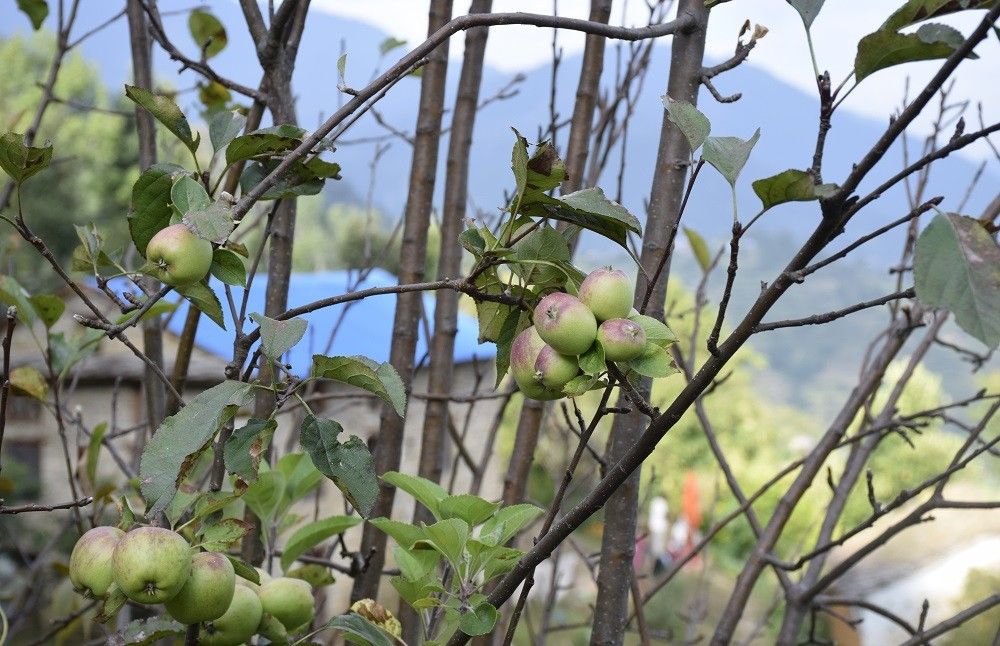 जुम्लाका किसानलाई काँचो स्याउ टिप्न प्रतिबन्ध