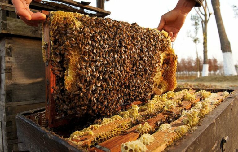 मौरीपालनबाट वार्षिक ६५ लाख आम्दानी गर्दै डिलबहादुर