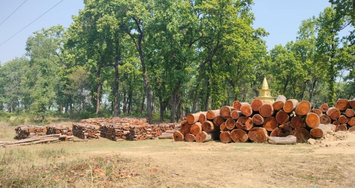 बाँकेमा काठको उत्पादन वृद्धि हुँदै
