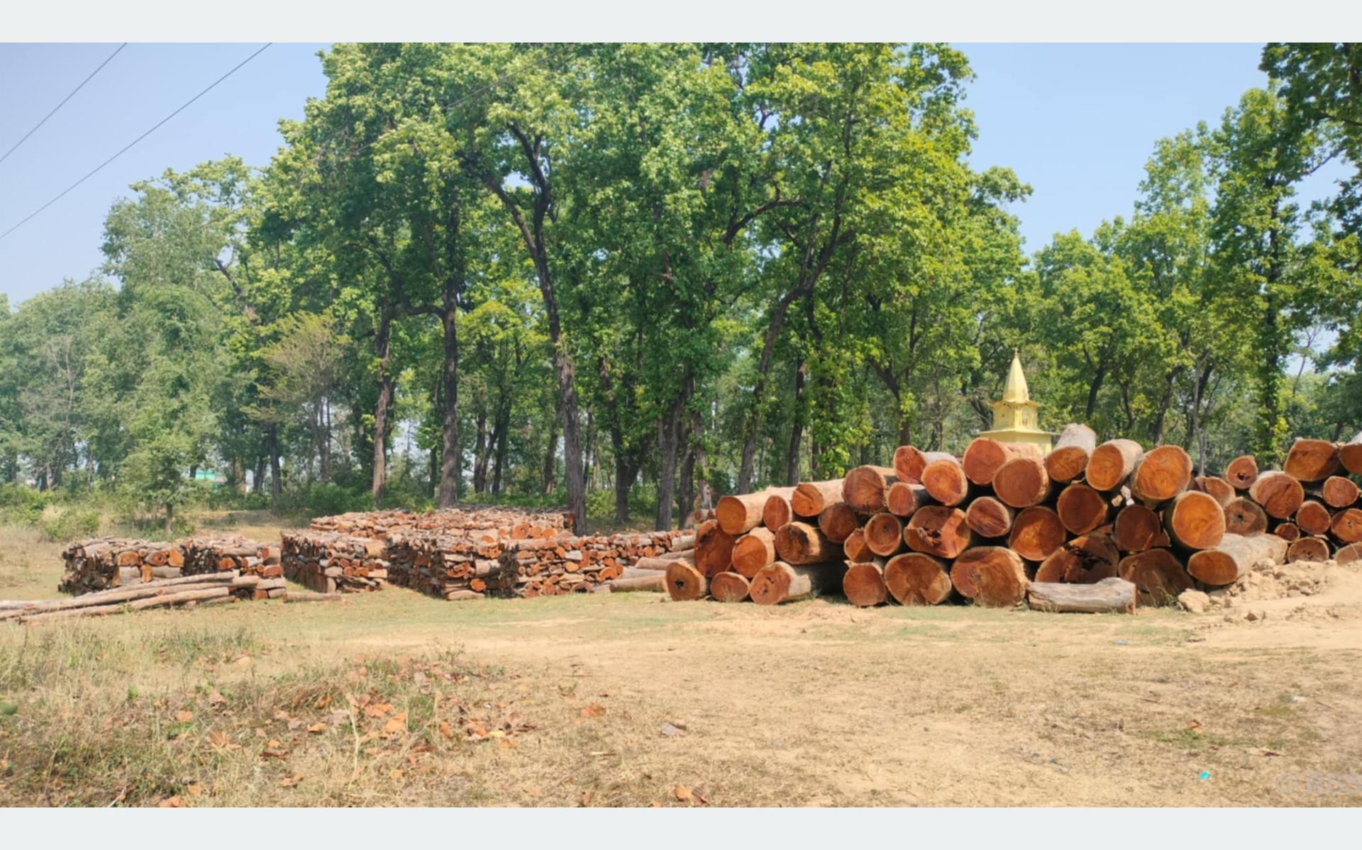 नीति अभावले करोडौँको काठ वनमै कुहिँदै