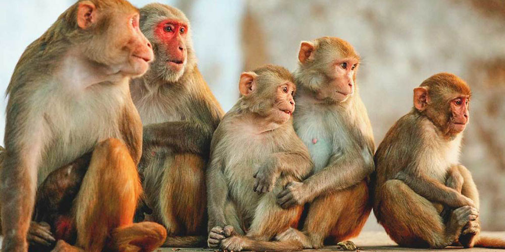 बाँदरका डरले हिउँदे बाली लगाउँदैनन्  पर्वतका किसान 