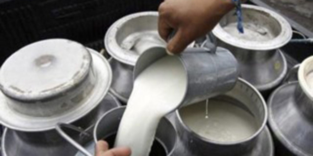 भुक्तानी नपाएपछि सडकमा दूध पोखेर किसान आन्दोलित