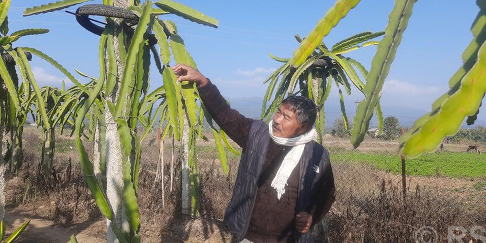 व्यावसायिक ड्रागन खेतीमा व्यस्त छन् पूर्वमन्त्री लोकेन्द्र विष्ट