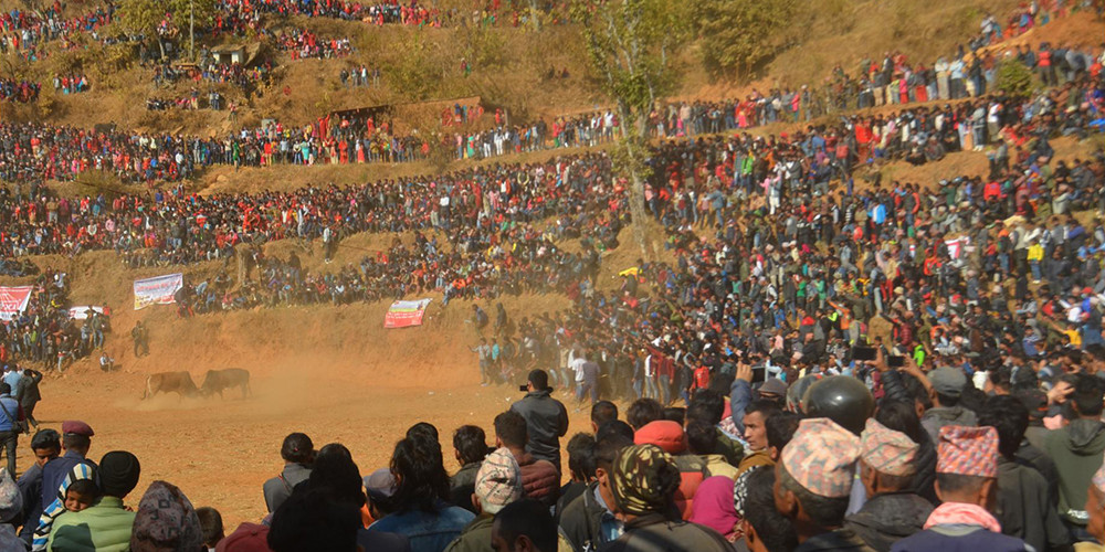 गोरु जुधाइ : मनोरञ्जनको माध्यमदेखि विजयोत्सवको गाथा