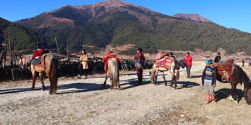 ओझेलमा ढोरपाटन, पत्तो छैन बुँकीको सौन्दर्यता