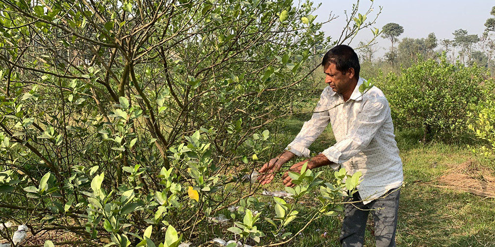 कागतीखेतीबाट रु २० लाख आम्दानी