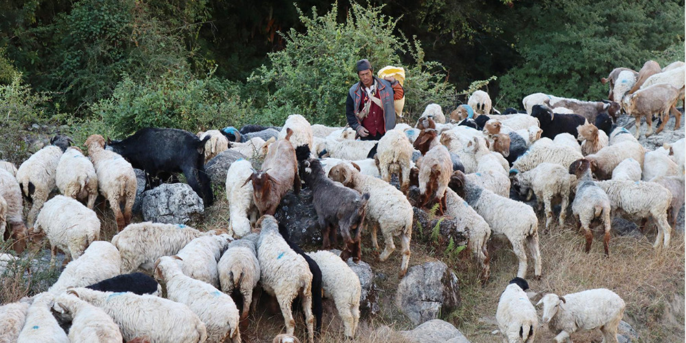 जङ्गलमै बित्छ ढोरपाटनका भेडा गोठालाको जीवन 