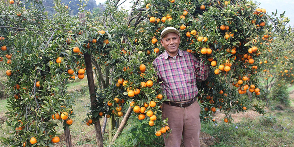 शिक्षण अवकाशपछि सुन्तलाखेतीमा बर्सेनि ५ लाख कमाउँदै  खड्का