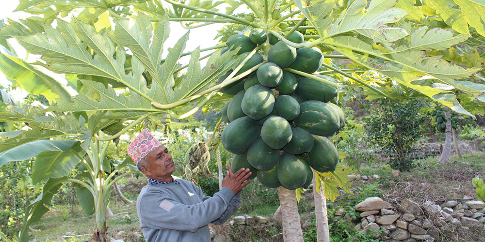 मेवा बेचेर मासिक डेढ लाख आम्दानी गर्छन् रामेछापका हिरालाल आचार्य