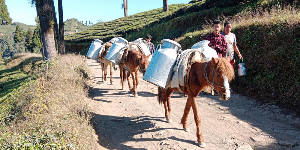 दुग्ध पदार्थ बिक्री नहुँदा इलामका कृषकलाई ‘मिल्क होलिडे’ को त्रास