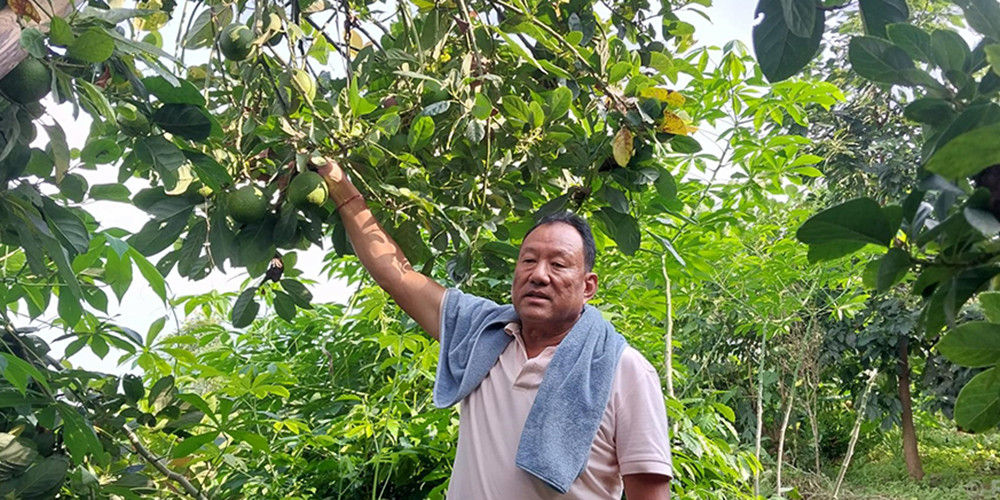 सुन्तलाखेती मास्दै एभोकाडो लगाउँदै इलामका किसान