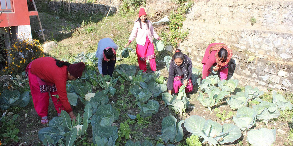 विद्यालयले आफैँ तरकारी उत्पादन गरेर दिवा खाजाका लागि प्रयोग