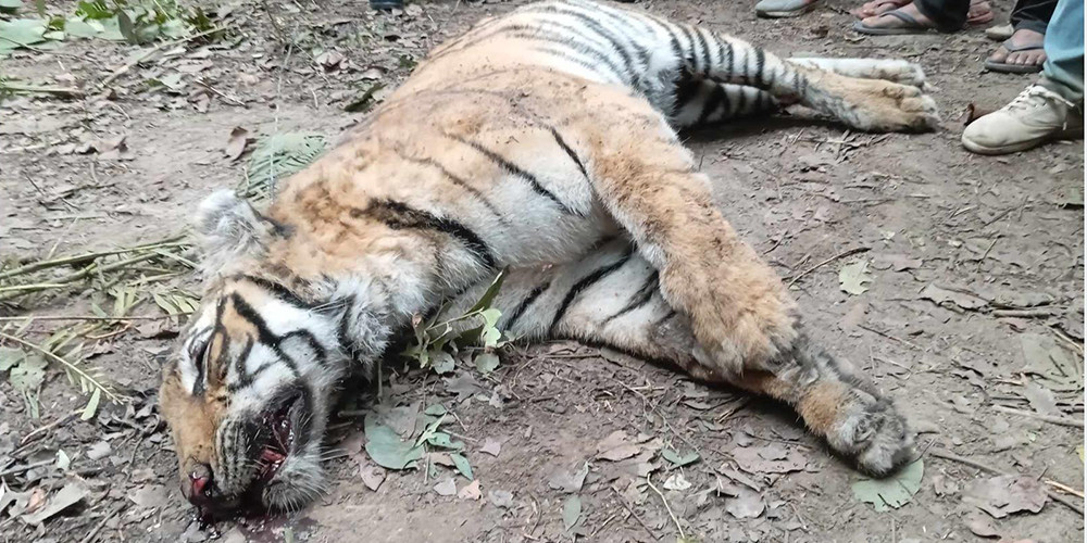 तारले बेरिएको अवस्थामा पाटेबाघ मृत फेला
