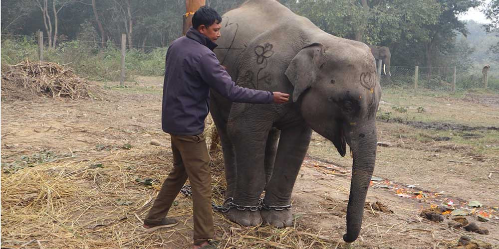 शुक्लाफाँटाको गजराज ‘शेषचन्द्र’ले अब पर्यटक घुमाउने