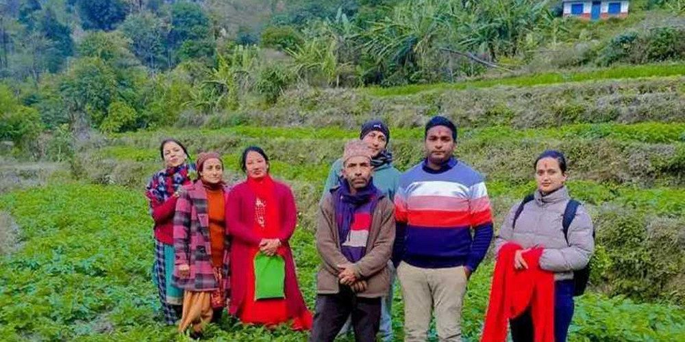 आमा समूहद्वारा सामूहिक आलुखेती