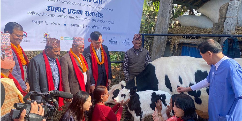 दूध उत्पादनमार्फत किसानको जीवनस्तर उकास्ने ‘मिल्की वे’ परियोजना