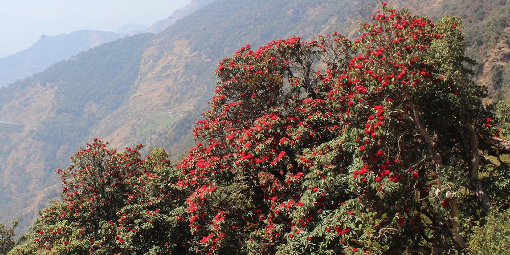 टोड्केमा ढकमक्क लालीगुराँस फुलेपछि...