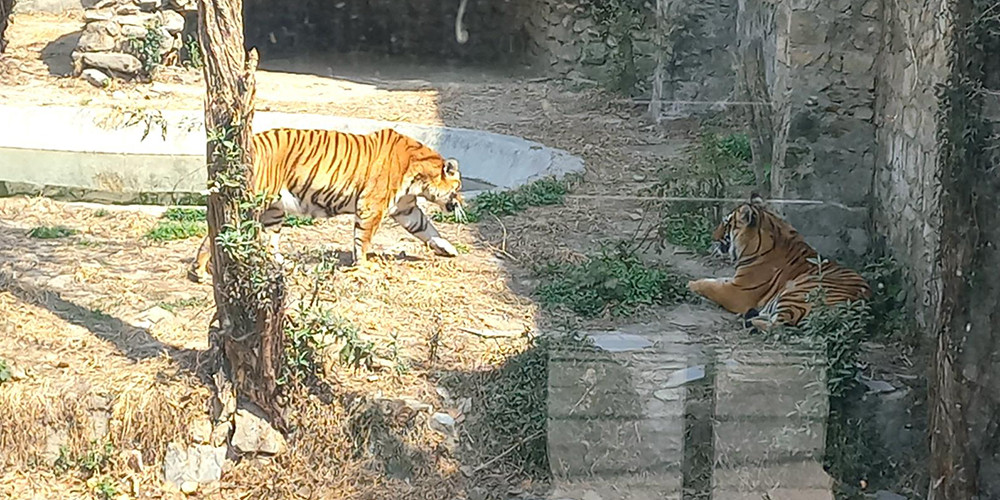 देशभरका खोरमा १९ समस्याग्रस्त बाघ, ‘टाइगर जु’ बनाउन विज्ञको सुझाव
