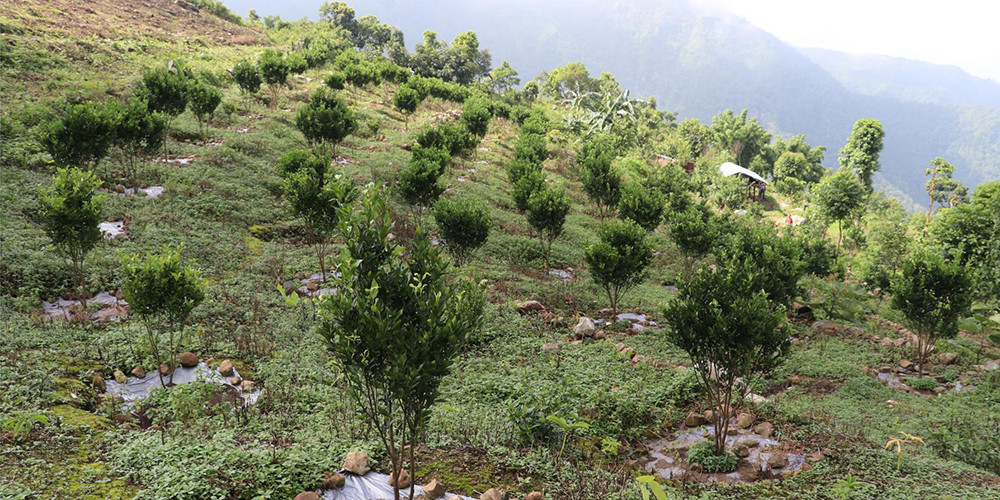 नवलपरासी पूर्वमा सुन्तला जातको फलफूल खेती क्षेत्र दोब्बरले वृद्धि