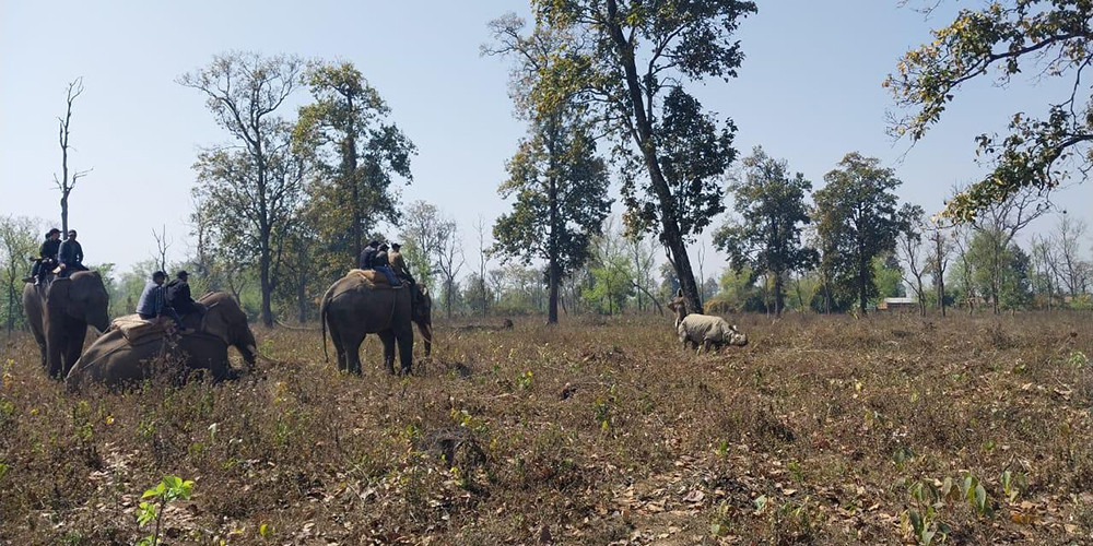 कावासोतीबाट गैँडा स्थानान्तरण सुरु