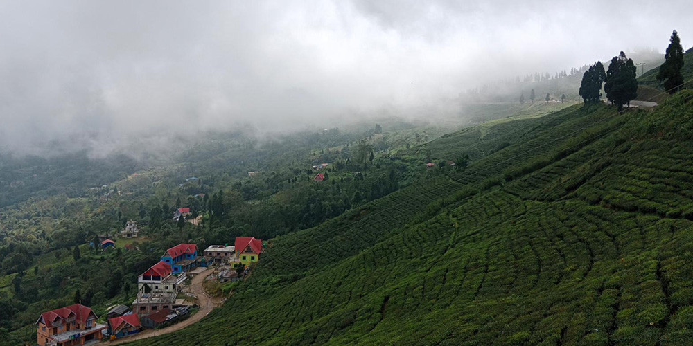 सूर्योदय नगरपालिकामा प्राङ्गारिक चियाखेती अभियान