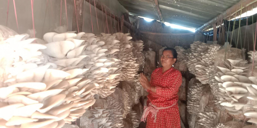 व्यावसायिक च्याउखेतीबाट मनग्य आम्दानी