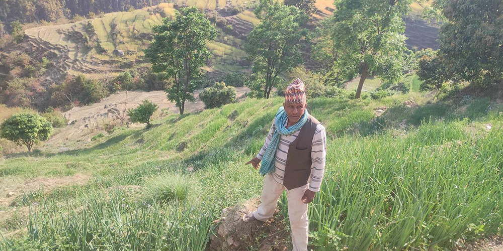 डोटीमा प्याजखेतीप्रति बढ्दो आकर्षण
