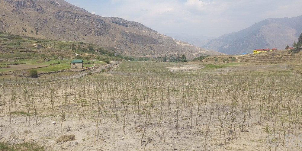 कालीकोट जिल्लाकै नमूना स्याउ फोइमहादेवमा