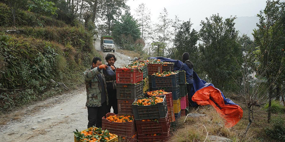 म्याग्दीमा सुन्तला उत्पादन २५ प्रतिशतले बढ्यो