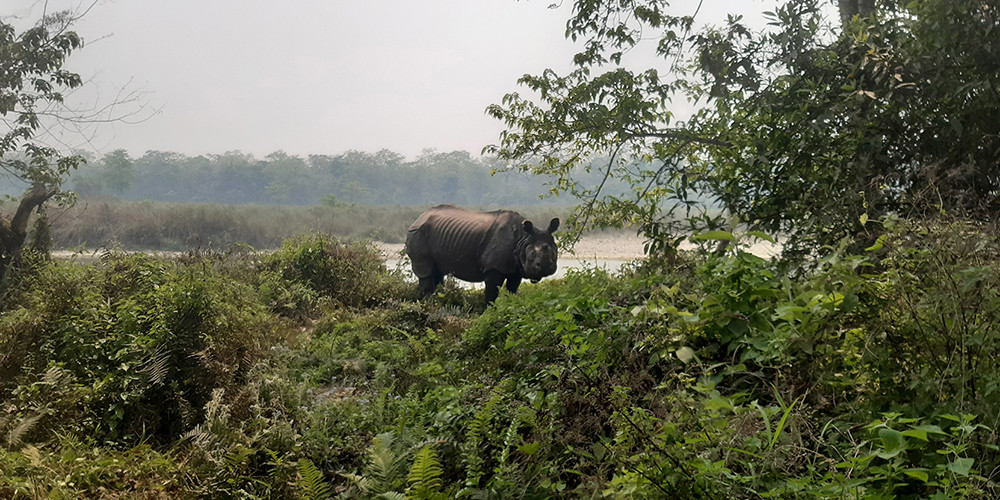 मनहरीमा गैँडाको आक्रमणबाट युवक घाइते